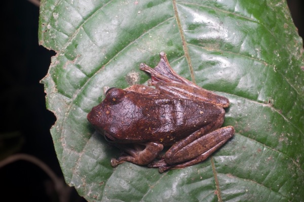 Banded Treefrog (Leptomantis fasciatus)