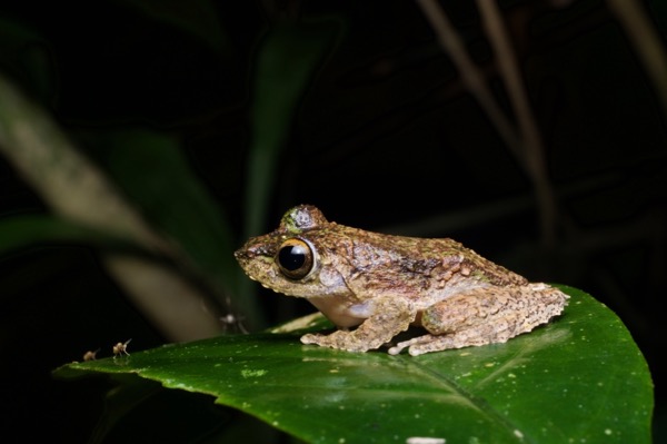 Chasen’s Frilled Treefrog (Kurixalus chaseni)