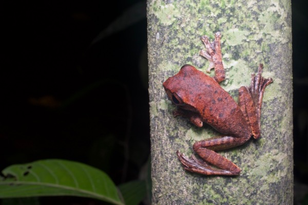 Banded Treefrog (Leptomantis fasciatus)