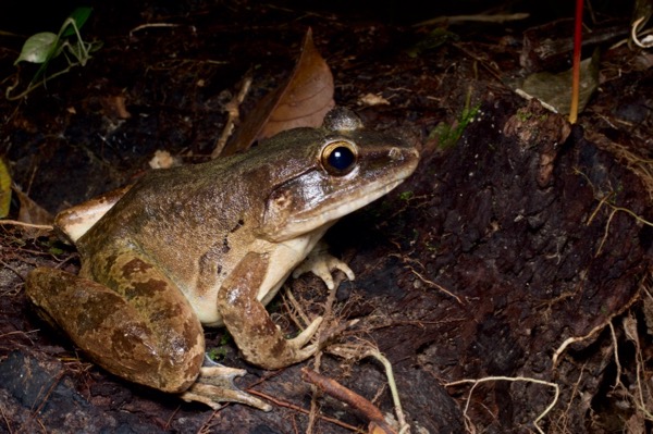 Giant River Frog (Limnonectes leporinus)