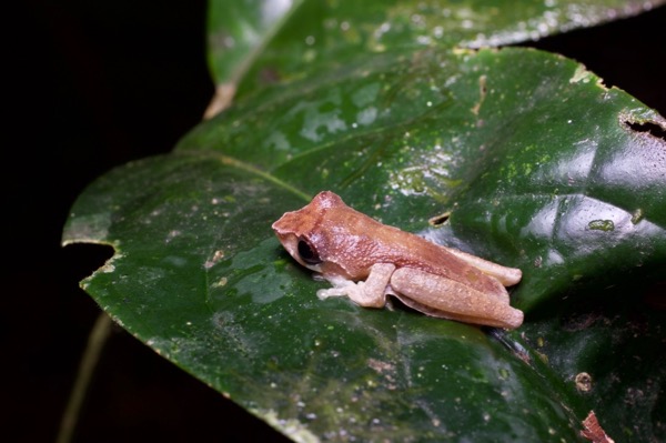 Blue-spotted Treefrog (Leptomantis cyanopunctatus)