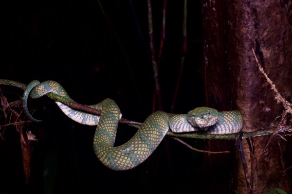 Bornean Keeled Green Pit Viper (Tropidolaemus subannulatus)