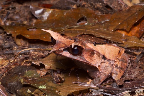 Malayan Horned Frog (Pelobatrachus nasutus)