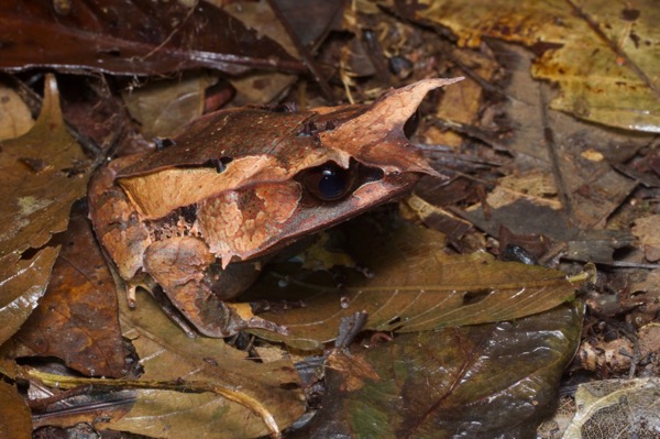 Malayan Horned Frog (Pelobatrachus nasutus)