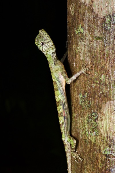 Five-banded Flying Lizard (Draco quinquefasciatus)