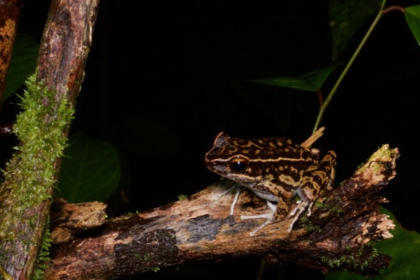 Striped Stream Frog (Pulchrana signata)