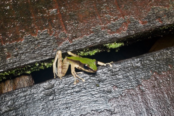 Poisonous Rock Frog (Odorrana hosii)