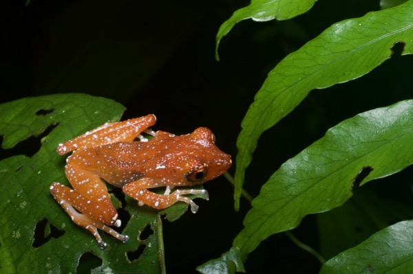 Cinnamon Frog (Nyctixalus pictus)