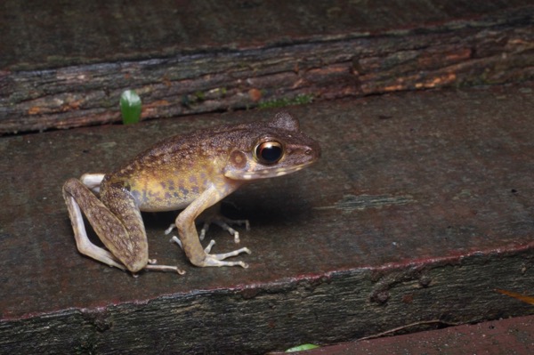 Brown Marsh Frog (Pulchrana baramica)