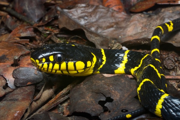 Gold-ringed Cat Snake (Boiga dendrophila annectens)