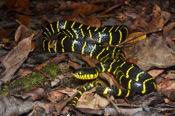 Gold-ringed Cat Snake (Boiga dendrophila annectens)