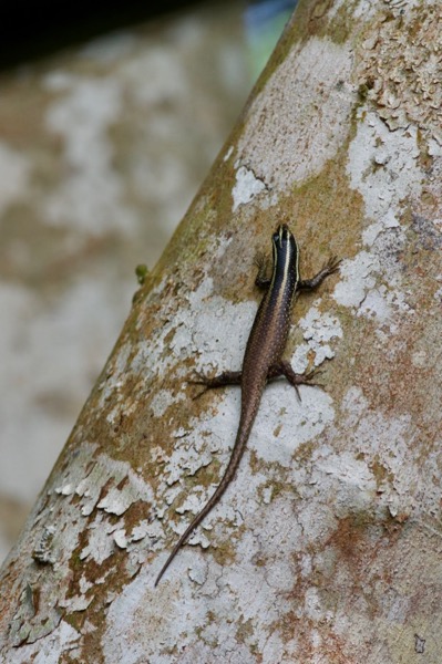 Striped Tree Skink (Dasia vittata)