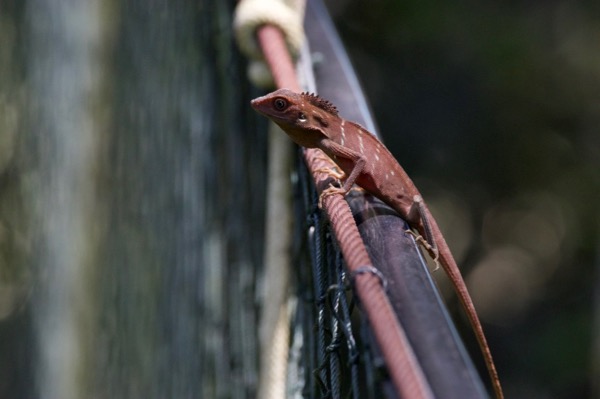 Green Crested Lizard (Bronchocela cristatella)