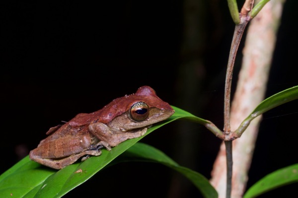 Harrisson’s Flying Frog (Leptomantis harrissoni)