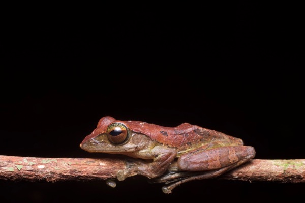 Harrisson’s Flying Frog (Leptomantis harrissoni)