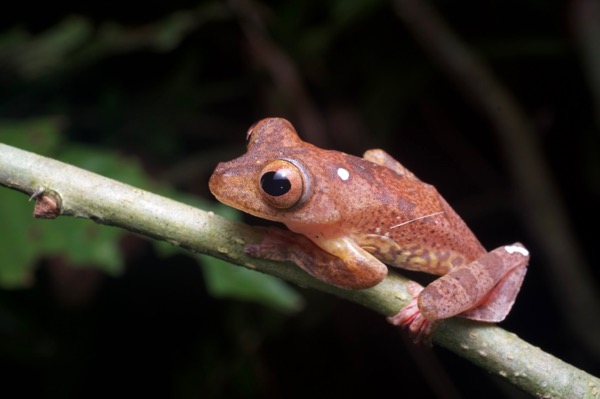 Harlequin Flying Frog (Rhacophorus pardalis)