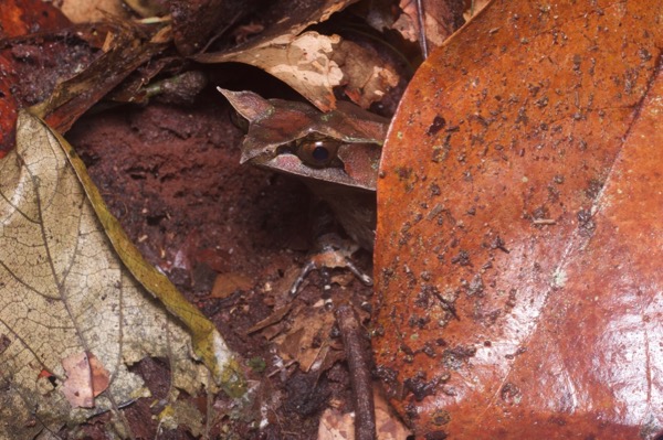 Malayan Horned Frog (Pelobatrachus nasutus)