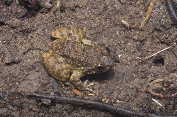 Kuhl’s Creek Frog (Limnonectes "kuhlii")