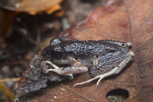 Twittering Slender Litter Frog (Leptolalax fritinniens)