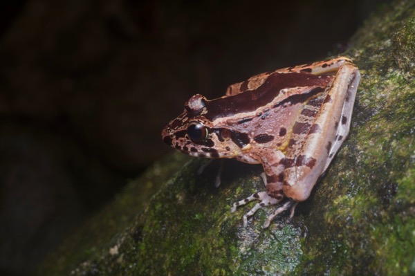 Hole-in-the-head Frog (Huia cavitympanum)