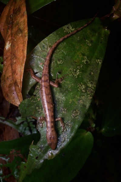 Mocquard’s Water Skink (Tropidophorus mocquardii)