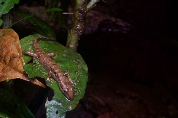 Mocquard’s Water Skink (Tropidophorus mocquardii)