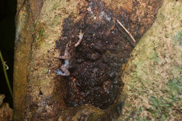 Tree Hole Frog (Metaphrynella sundana)