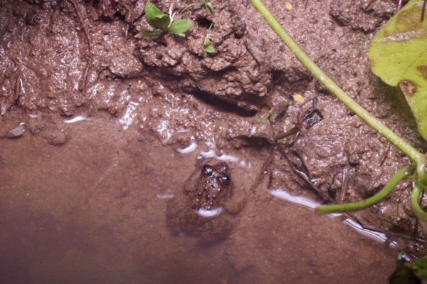 Rough Guardian Frog (Limnonectes finchi)