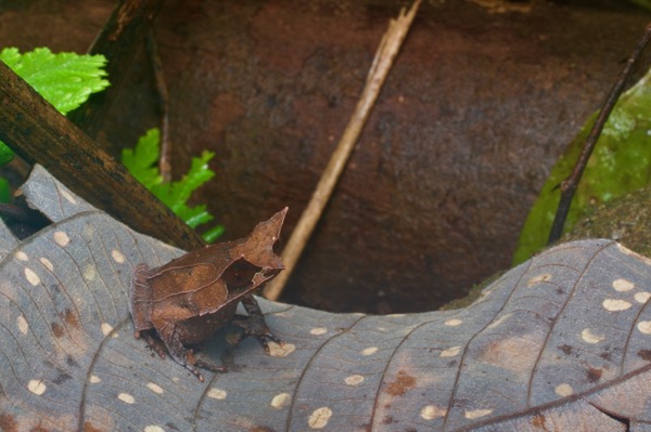 Malayan Horned Frog (Pelobatrachus nasutus)