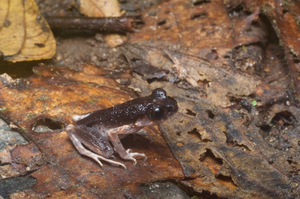 Twittering Slender Litter Frog (Leptolalax fritinniens)