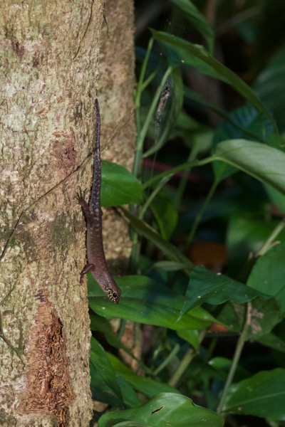 Sabah Slender Skink (Sphenomorphus sabanus)