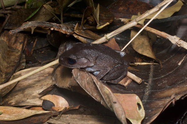 Lowland Litter Frog (Leptobrachium abbotti)