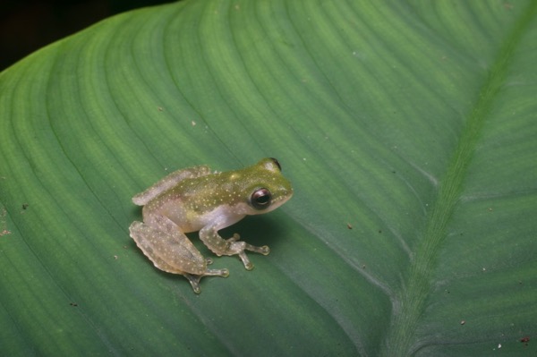 Charming Treefrog (Feihyla kajau)