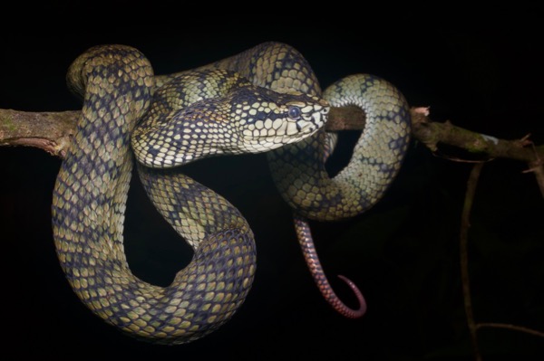 Sumatran Pit Viper (Trimeresurus sumatranus)