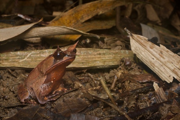 Malayan Horned Frog (Pelobatrachus nasutus)