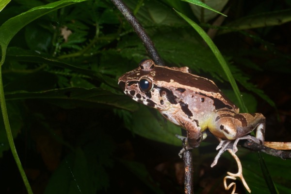 Hole-in-the-head Frog (Huia cavitympanum)