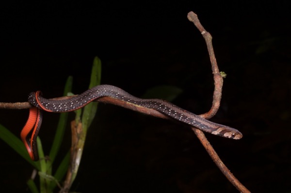 Jeweled Kukri Snake (Oligodon everetti)