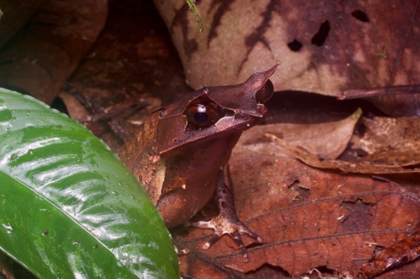 Malayan Horned Frog (Pelobatrachus nasutus)