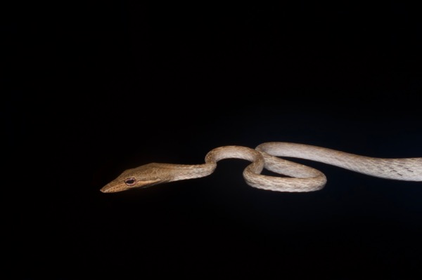 Speckle-headed Whip Snake (Ahaetulla fasciolata)