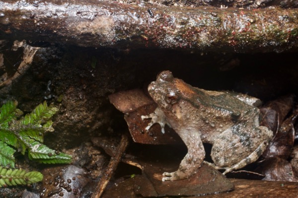 Seep Frog (Occidozyga baluensis)