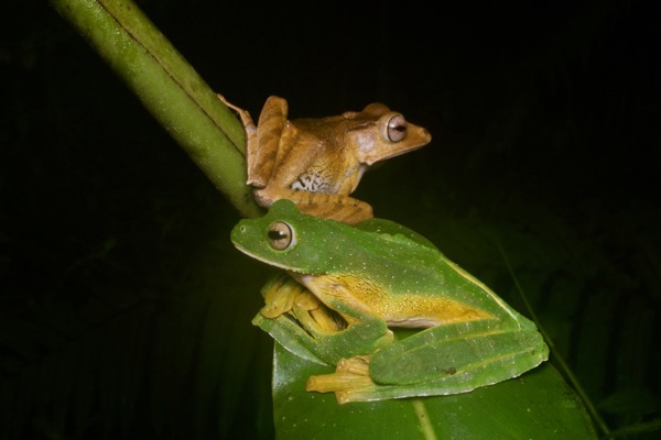 Wallace’s Flying Frog (Rhacophorus nigropalmatus)