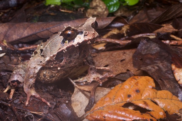 Montane Horned Frog (Pelobatrachus kobayashii)