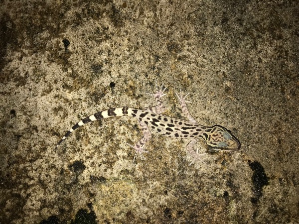 Kinabalu Bent-toed Gecko (Cyrtodactylus baluensis)