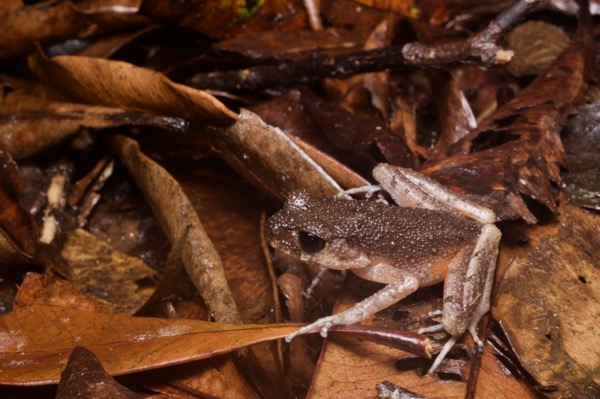 Twittering Slender Litter Frog (Leptolalax fritinniens)