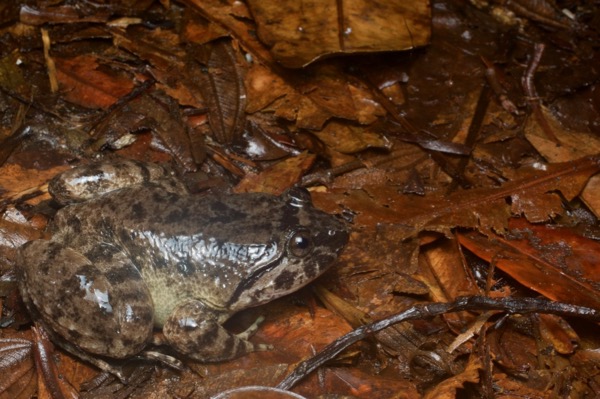 Kuhl’s Creek Frog (Limnonectes "kuhlii")