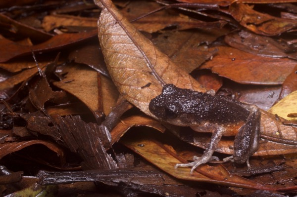 Twittering Slender Litter Frog (Leptolalax fritinniens)