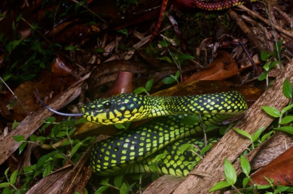 Smith’s Mountain Pit Viper (Trimeresurus malcolmi)