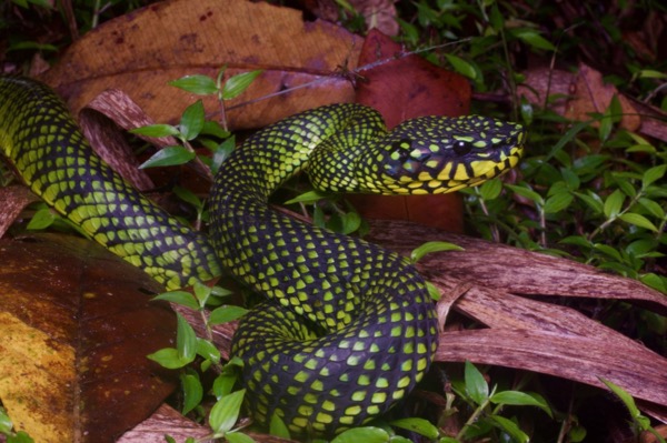 Smith’s Mountain Pit Viper (Trimeresurus malcolmi)