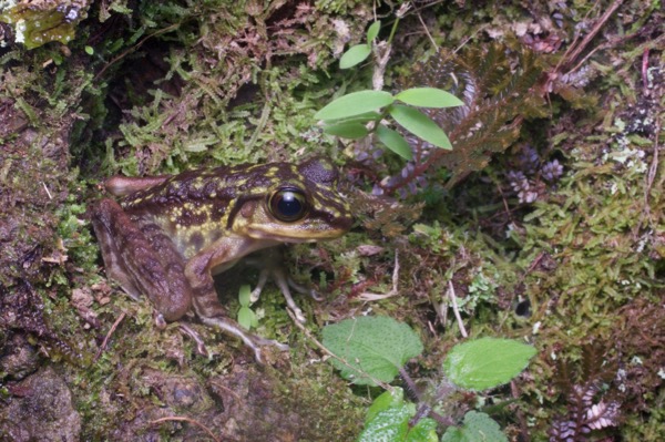 Kinabalu Torrent Frog (Meristogenys kinabaluensis)