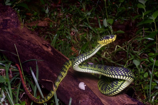 Smith’s Mountain Pit Viper (Trimeresurus malcolmi)